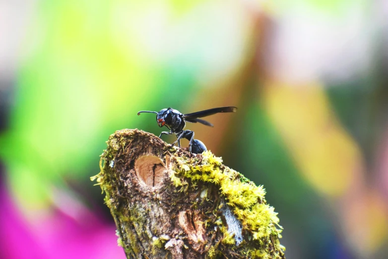 a flies is perched on top of a tree stump