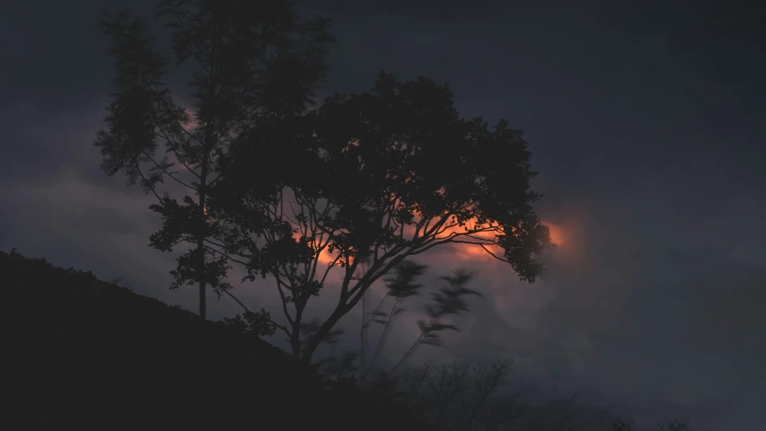 dark storm clouds and tree at sunset with fog and sunburst