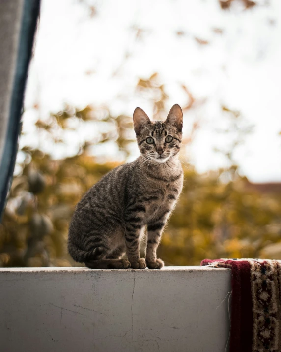 a little grey cat sitting on a ledge looking at the camera