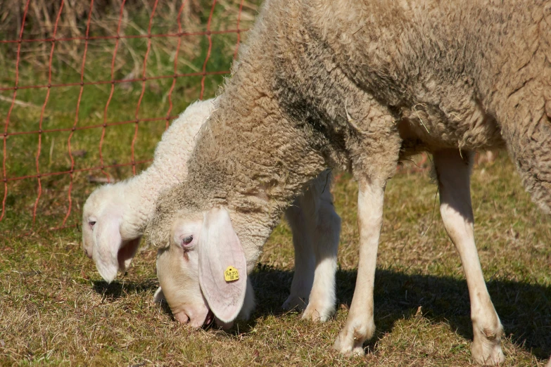 two sheep in a field eating grass behind a fence