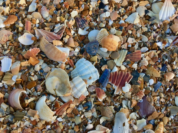 many shells and other things on the beach