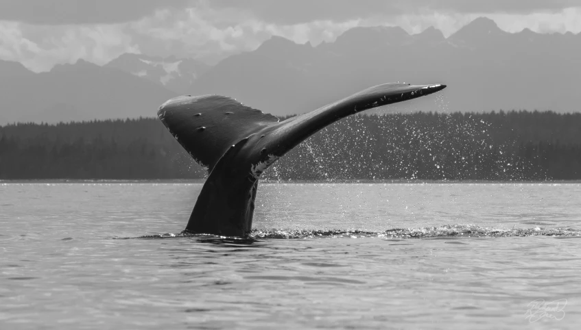 a humpback diving in the water to catch a fish