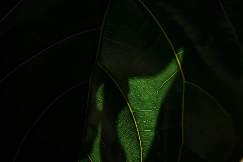 green leaves, illuminated from behind and reflecting the camera