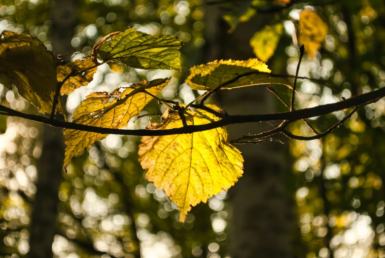 a leaf is hanging from a tree nch