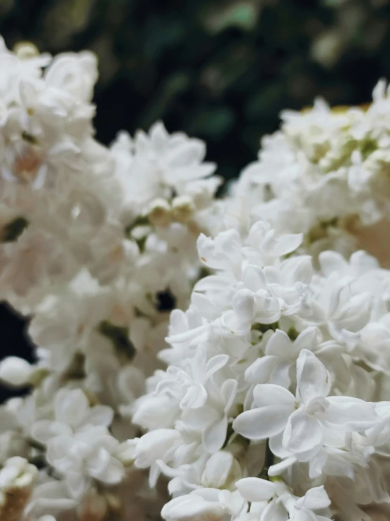 a vase filled with white flowers on top of a table