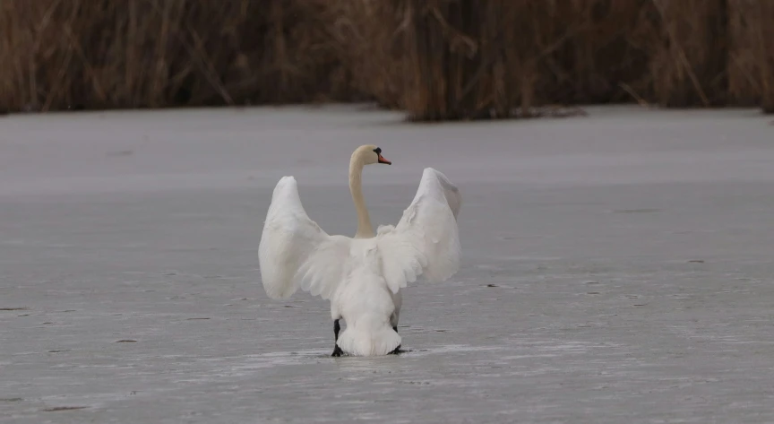 an image of an elegant swan stretching it's wings