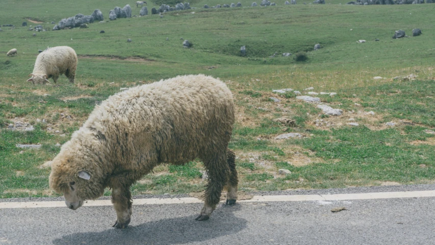 sheep grazing in grass on a sloped field