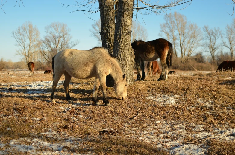 several horses are grazing near a tree and snow