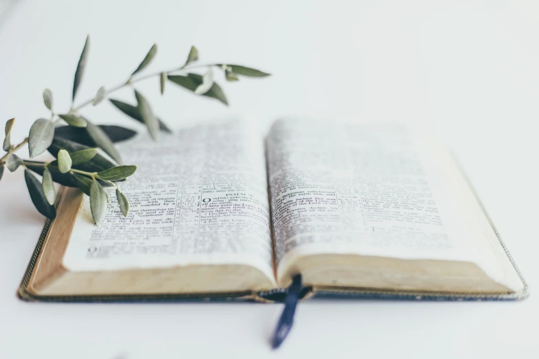 an open bible and a plant with green leaves