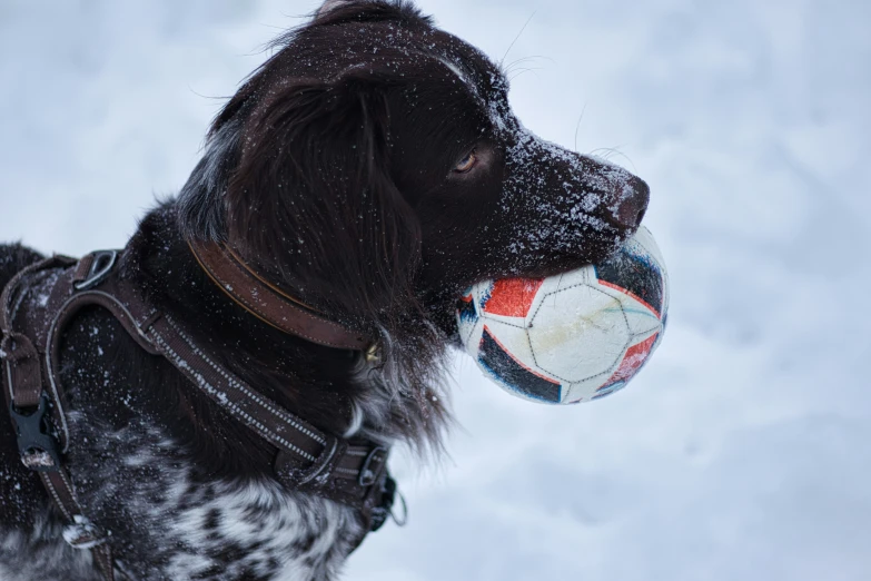 black dog in the snow with a red and white soccer ball