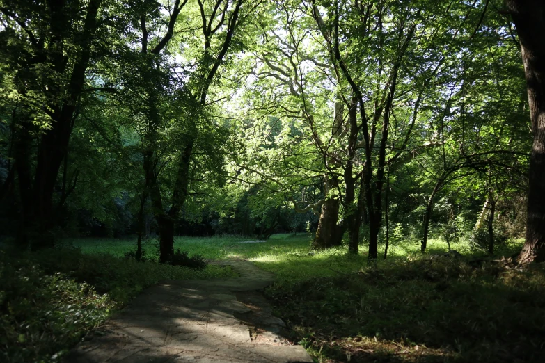 trees line the path through a forested area