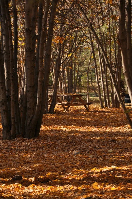 an empty park bench is surrounded by the trees