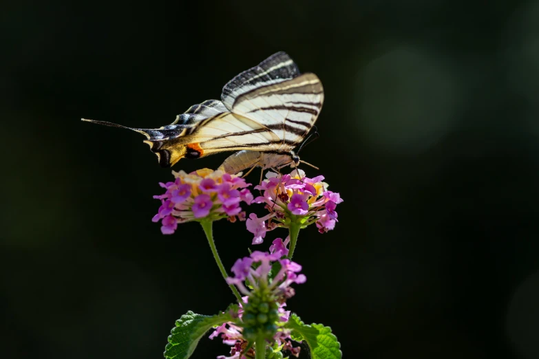 two erflies are sitting on some pretty pink flowers