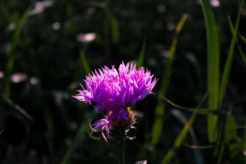 there is a purple flower that is growing in the grass