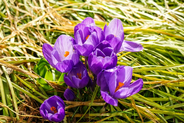 flowers growing in grass, springtime