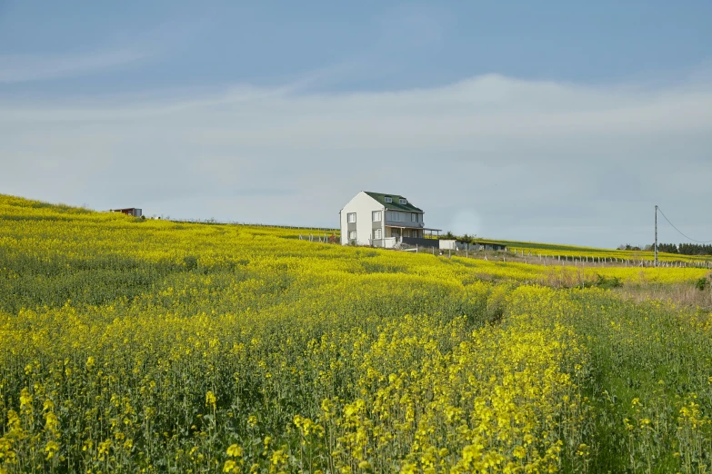 a farm with a white building and yellow flowers