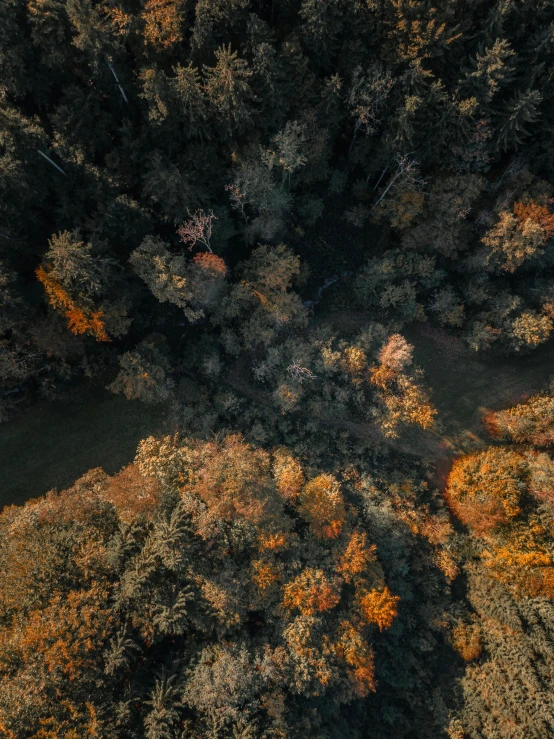 aerial view of forest with orange and green trees