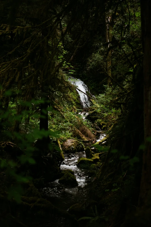 some very pretty trees and water in the woods