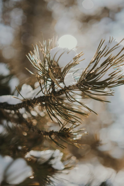 a close up of snow on a pine tree