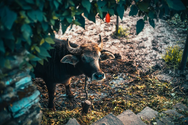 a bull is seen through the foliage from behind it