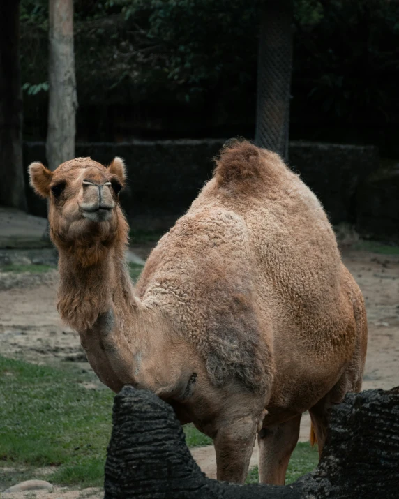 a camel is standing next to a pile of logs