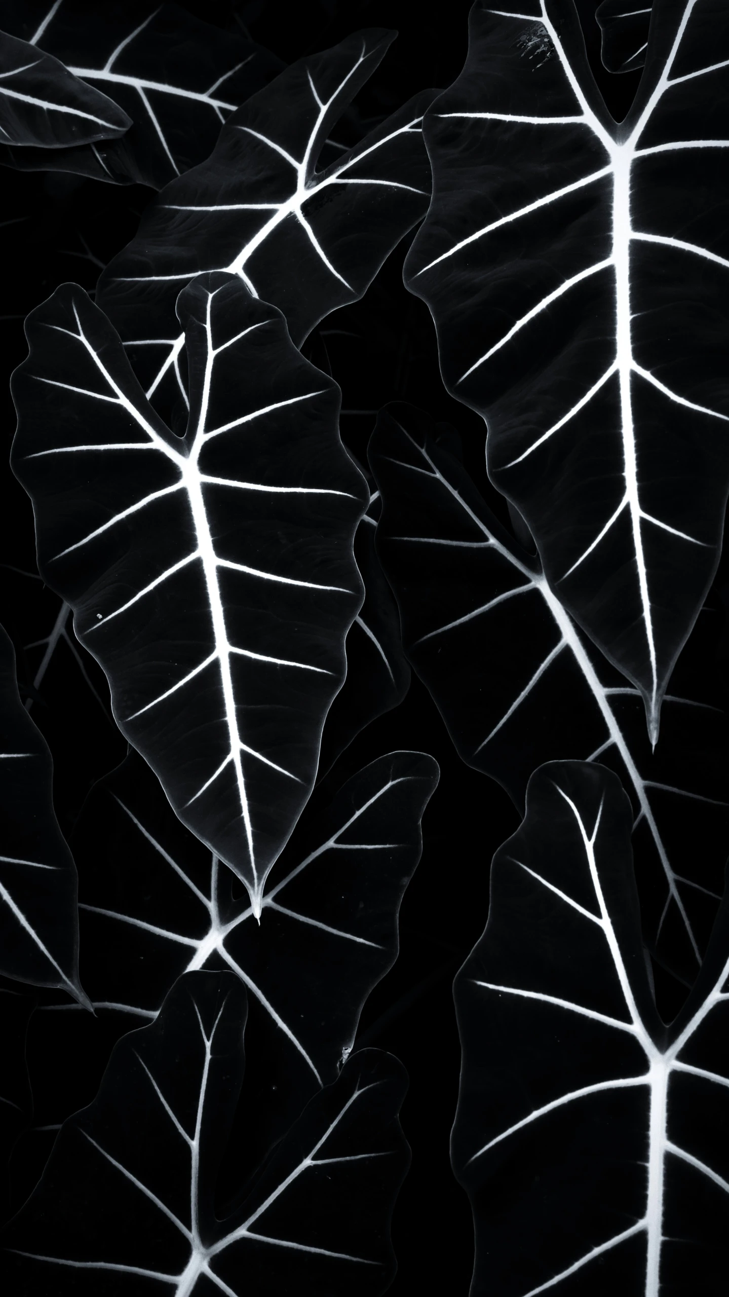 dark and bright pograph of leaves in white