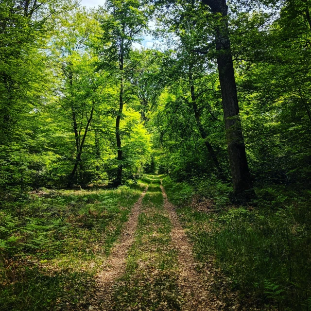 the path has just hit the ground through the forest