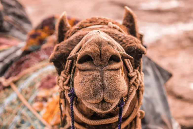 a very cute looking camel wearing some kind of rope