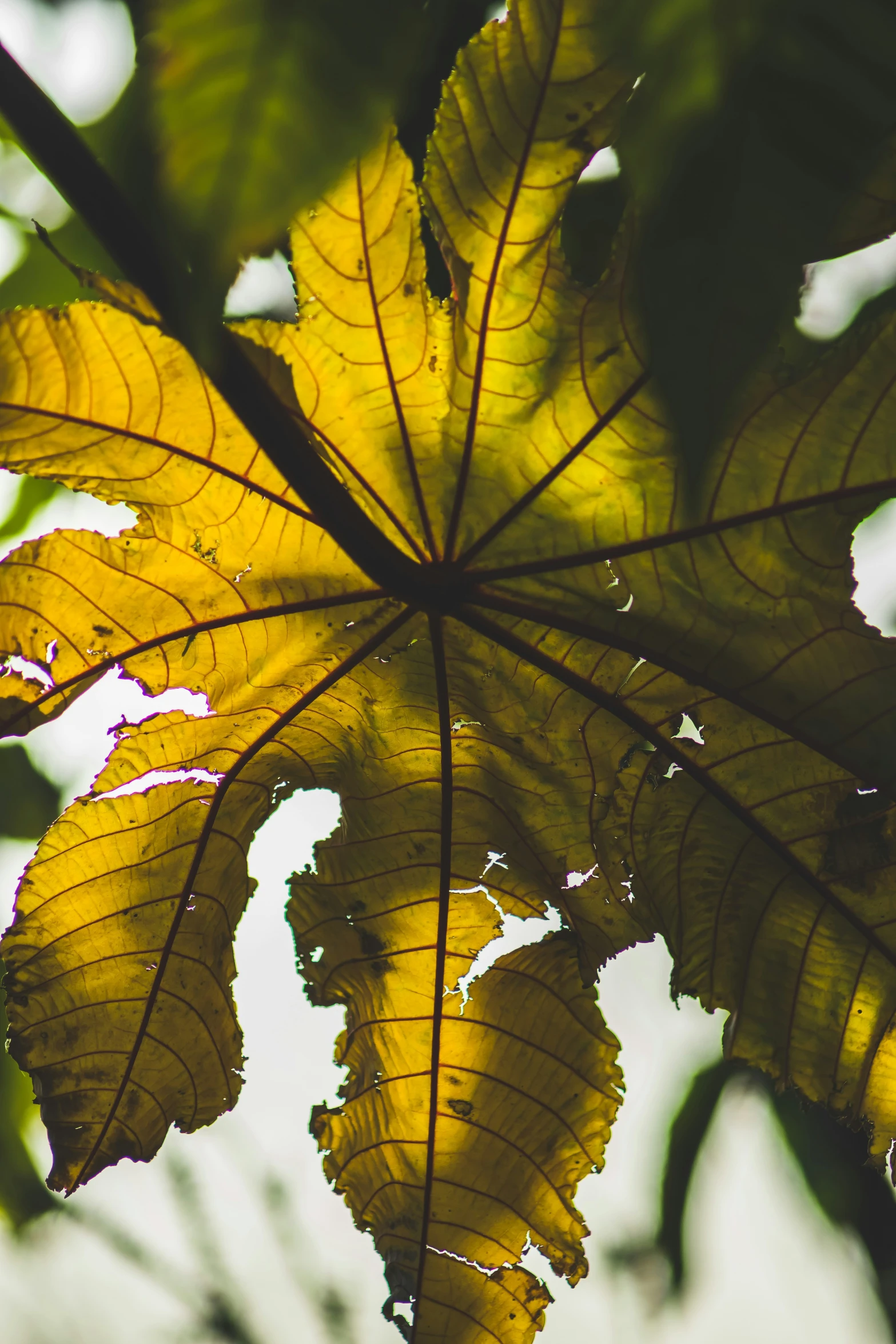 closeup of a leaf in the sunlight