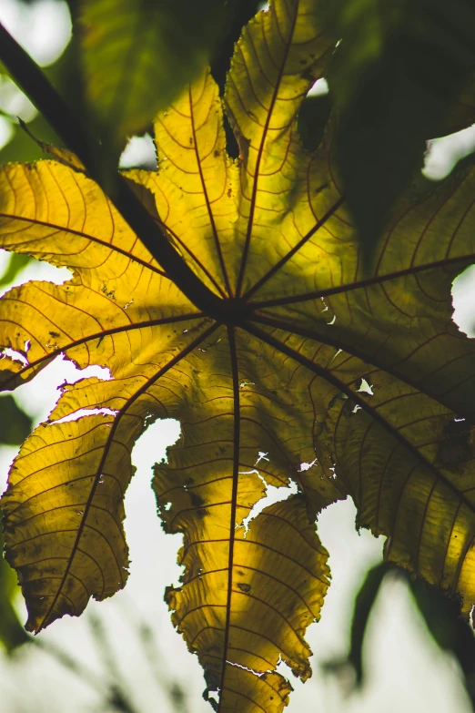 closeup of a leaf in the sunlight