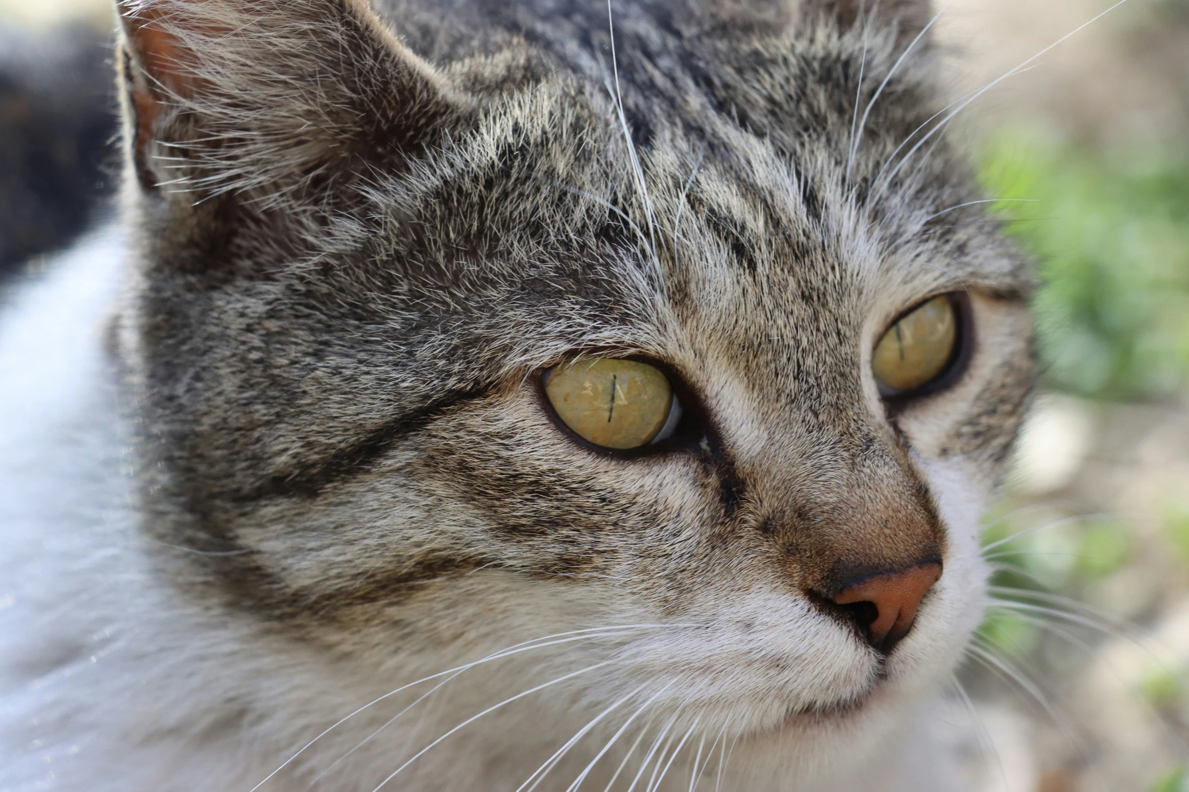 this is a po of a cat in focus