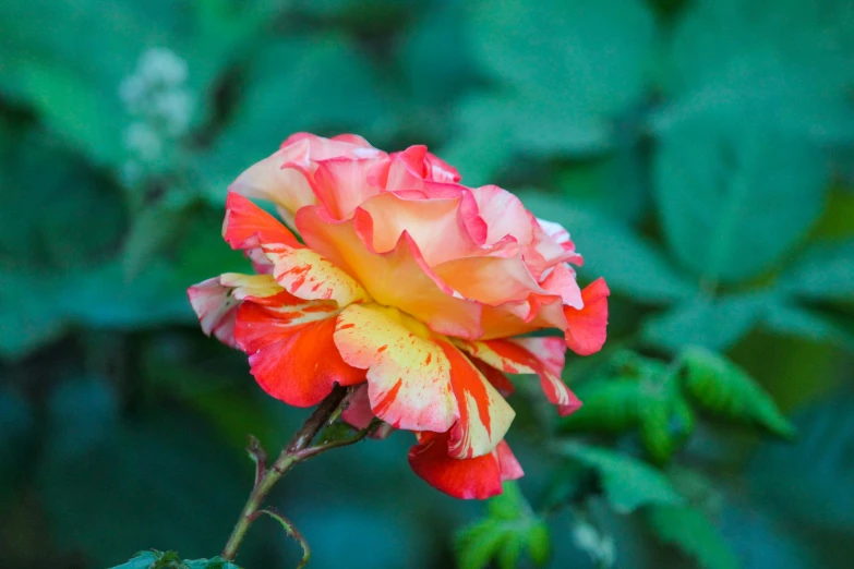 this is a red and yellow flower that is blooming