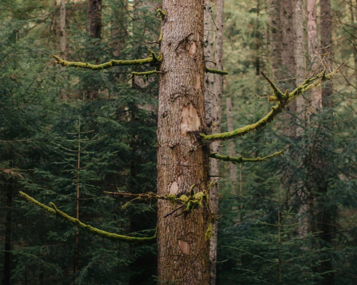 a tall tree covered in moss with trees in the background