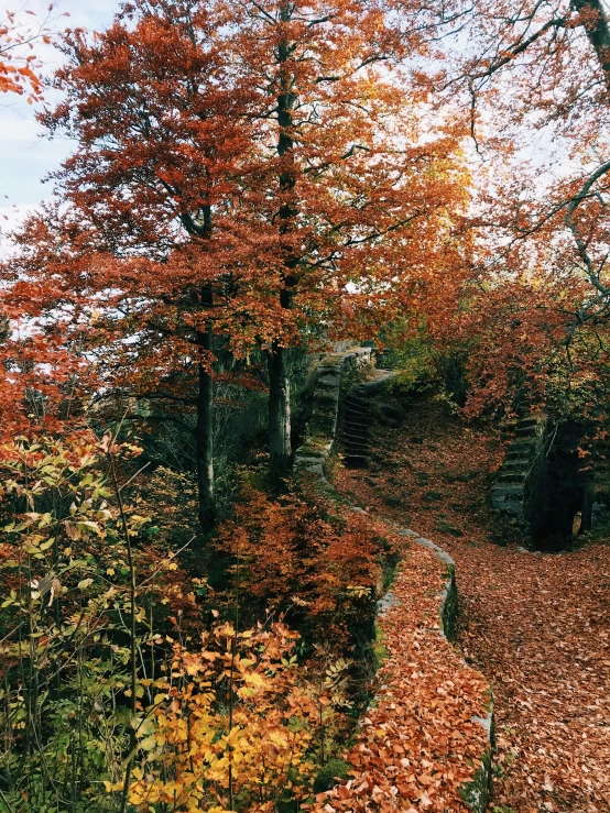 a tree covered in red leaves on a road