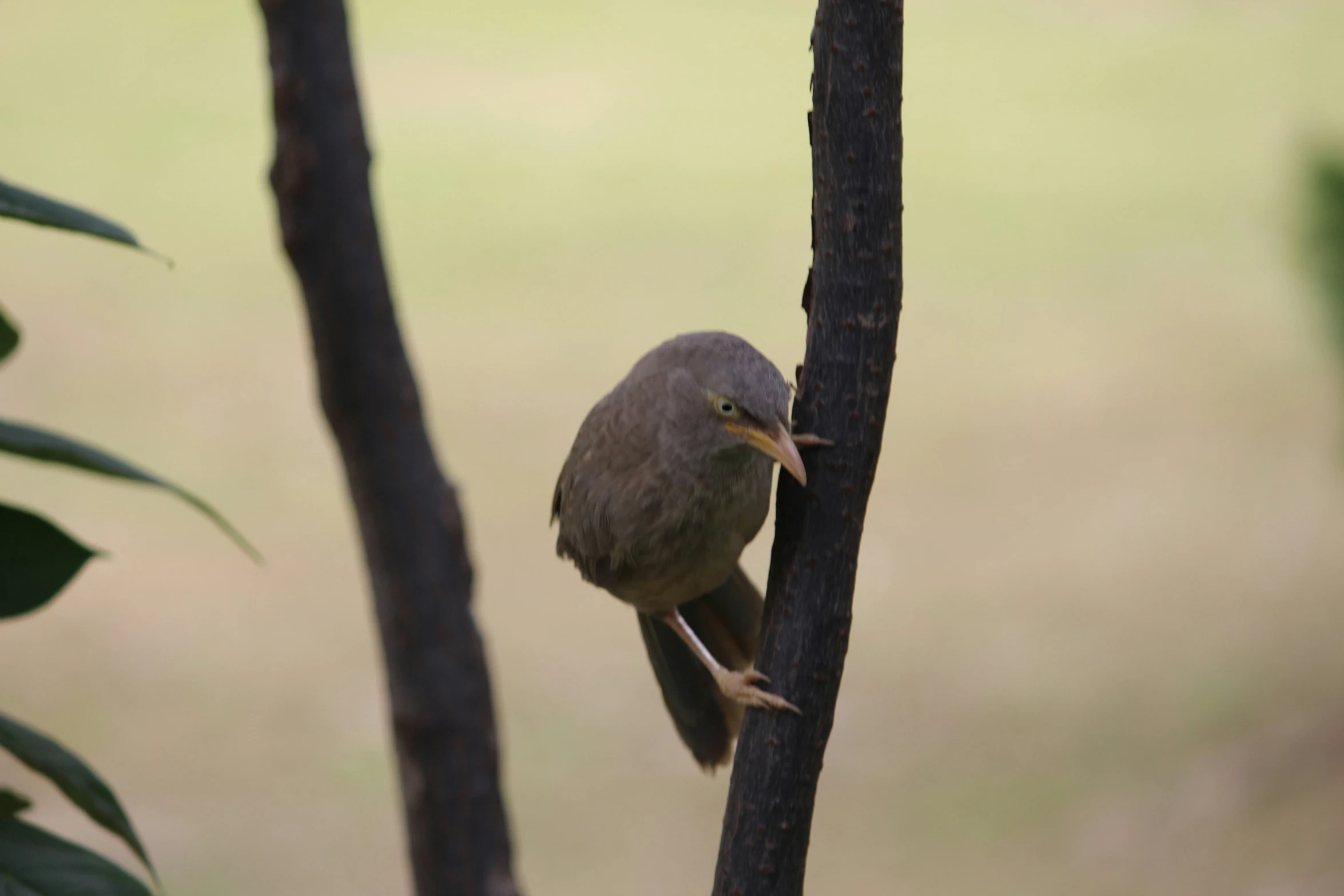 a bird sitting on top of a wooden stick