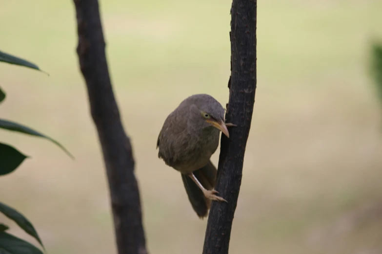 a bird sitting on top of a wooden stick