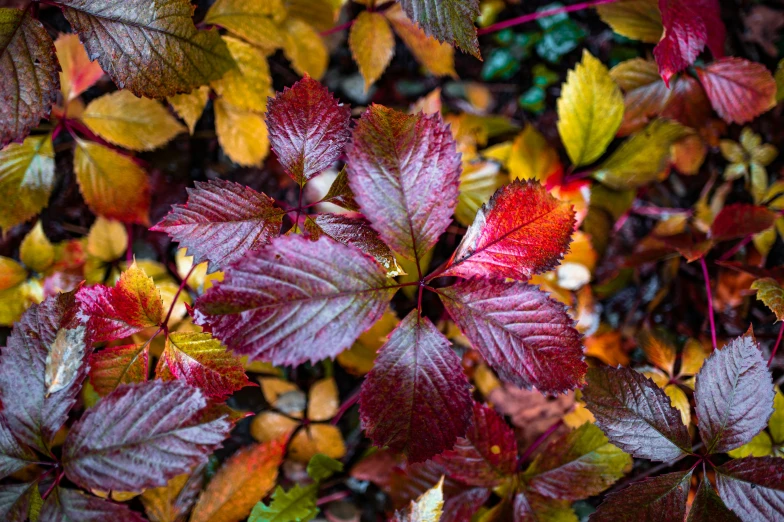 bright colored leaves are growing in an area