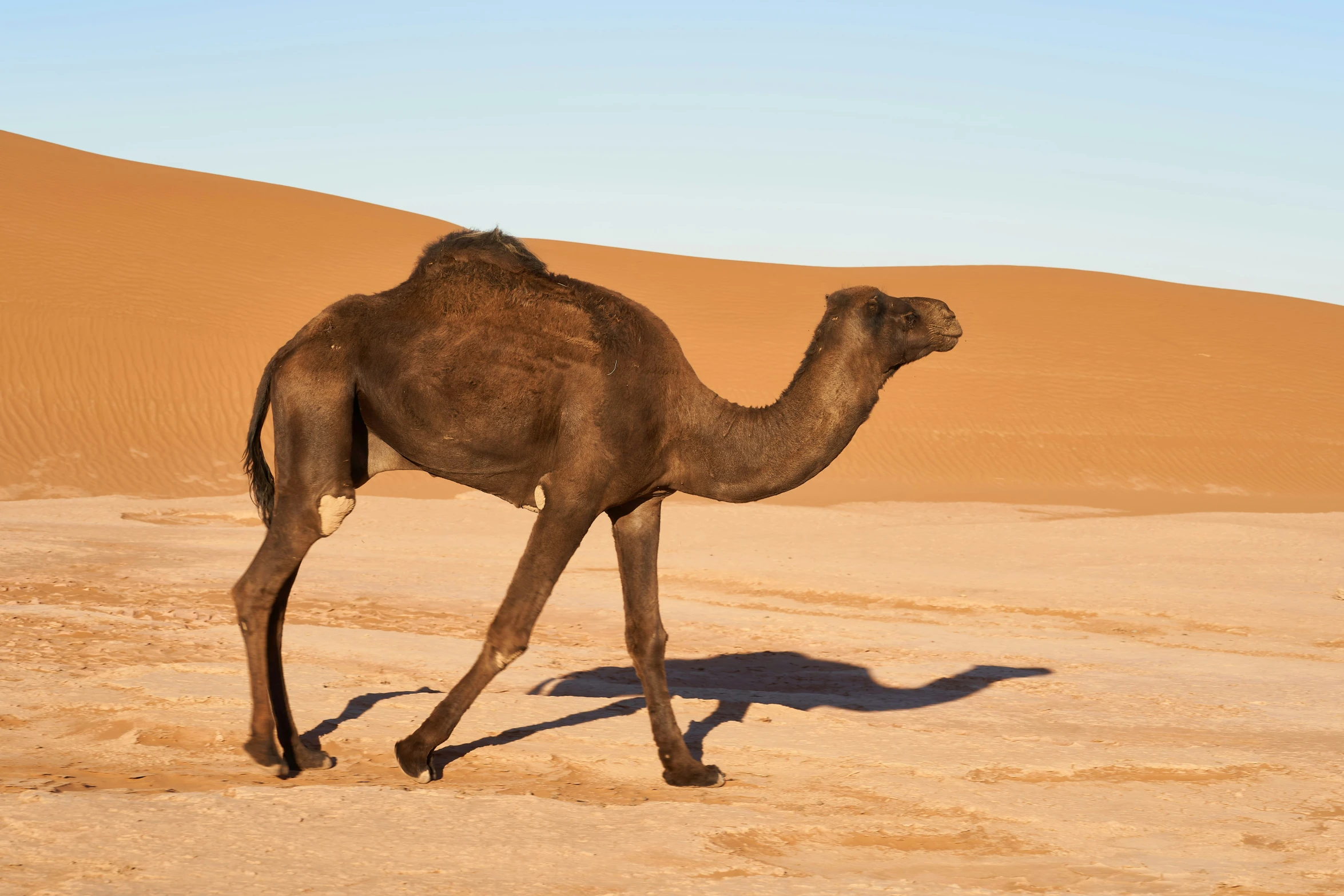 a single camel is standing on the sand near a dune