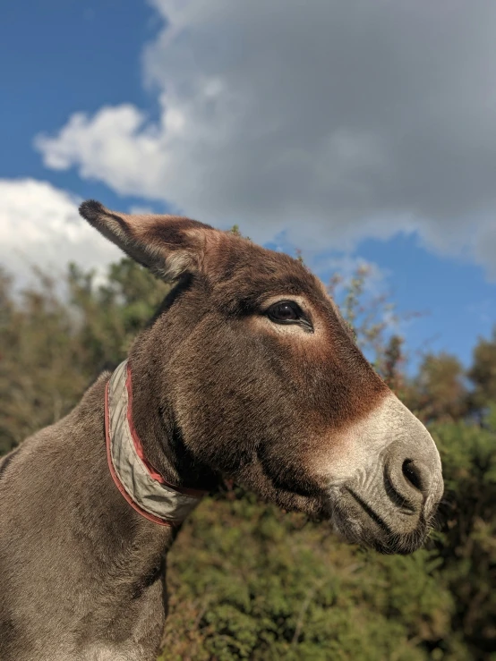 close up of a donkey in a grassy field