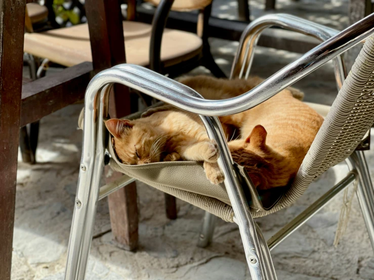 a cat sleeping on a chair in the sun