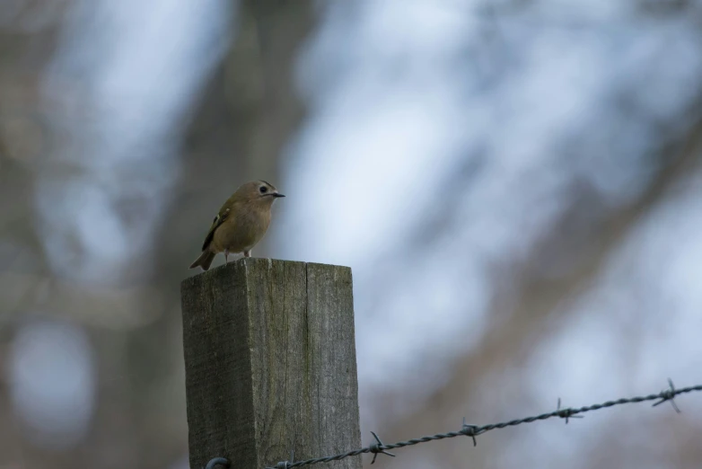 a small bird is perched on the post