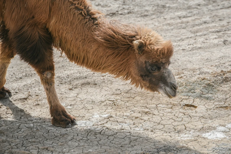 an animal walking on top of a dirt ground