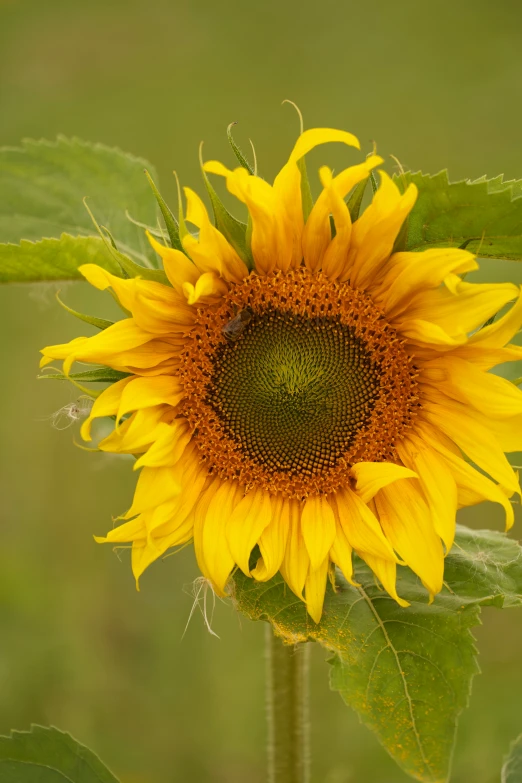 a sunflower with yellow petals growing on a sunny day