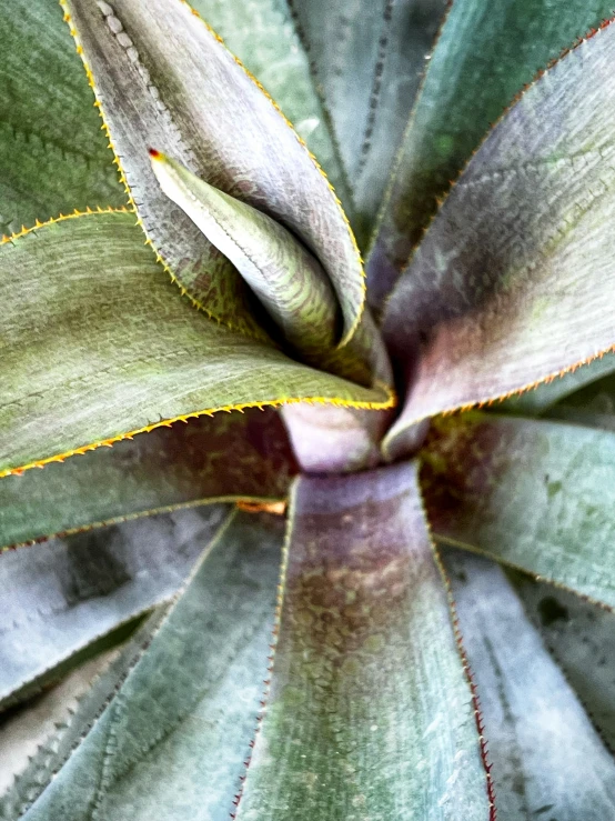 an image of a plant with big leafy leaves