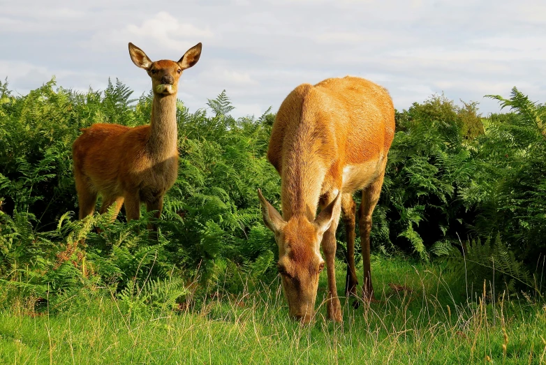 two deer grazing in a grassy area with bushes