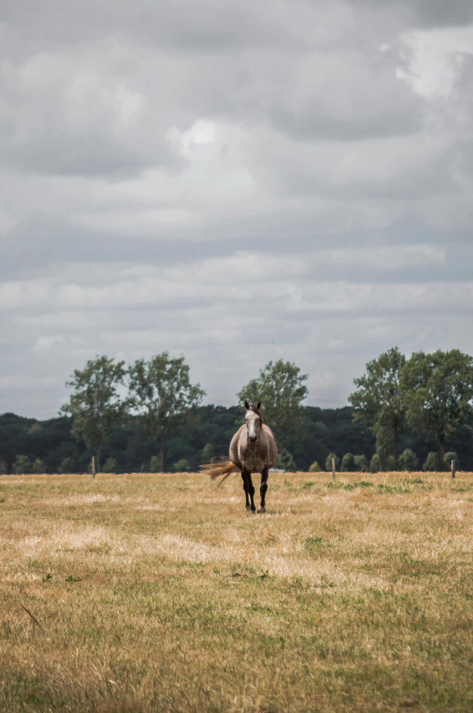 a lone horse standing alone in an open field