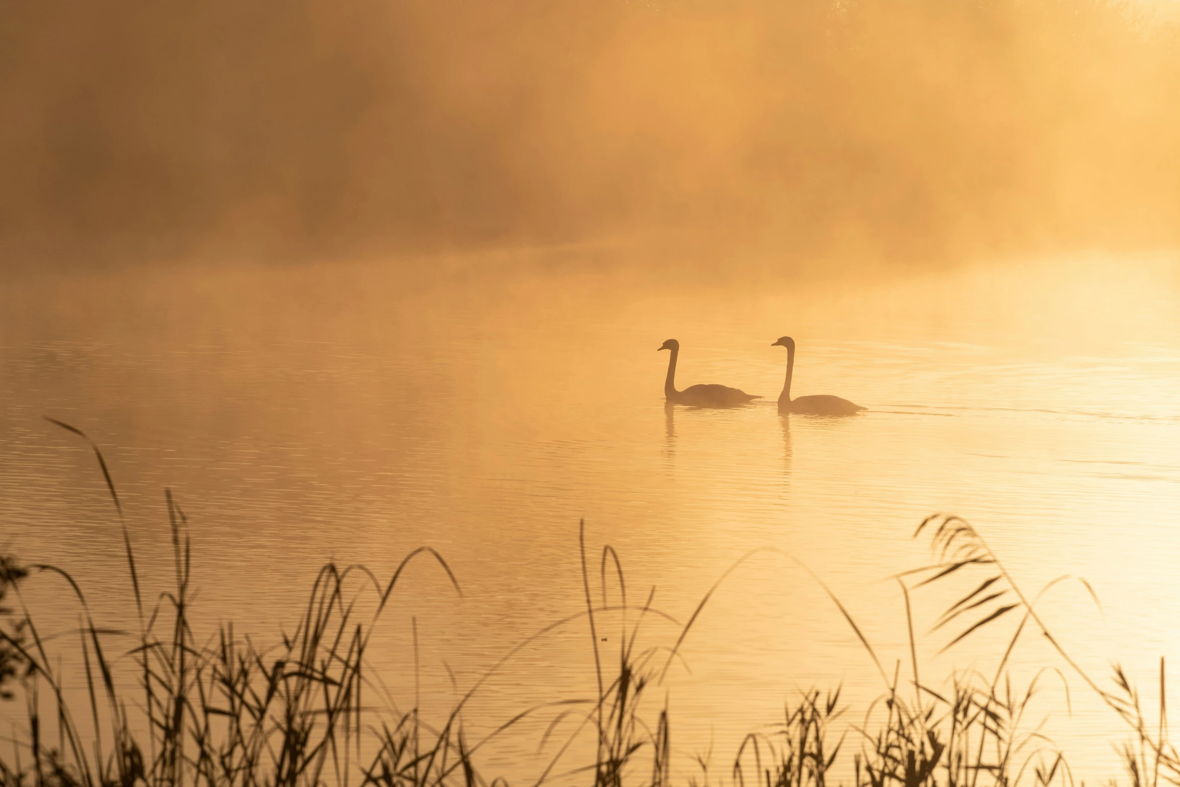 two swans are floating on a body of water