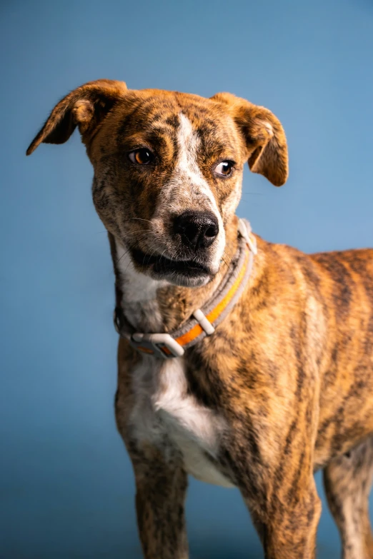 a close up image of a dog looking at the camera