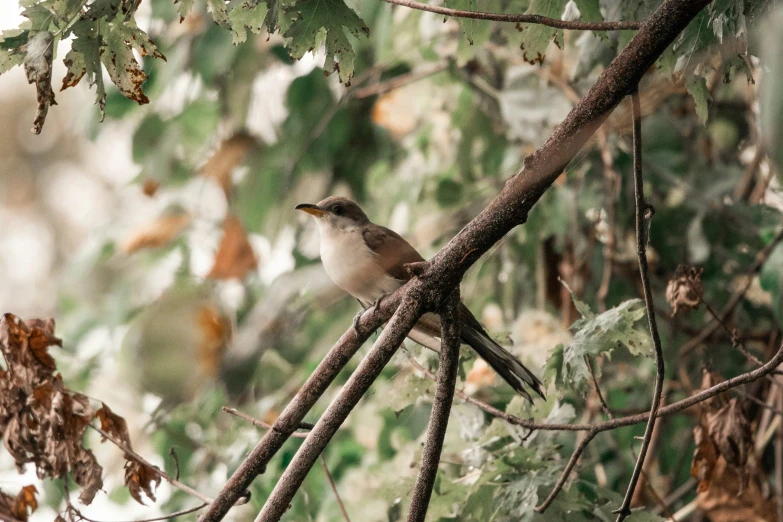 the bird is perched on the tree nch