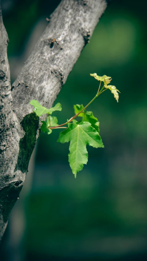 a close up of a nch with leaves